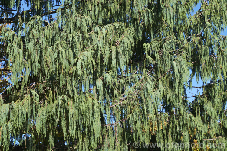 Kashmir Cypress (<i>Cupressus himalaica var. darjeelingensis [syn. Cupressus cashmeriana]), an Indian conifer that grows to as much as 45m tall. The foliage colour and weeping branches are distinctive. Order: Pinales, Family: Cupressaceae