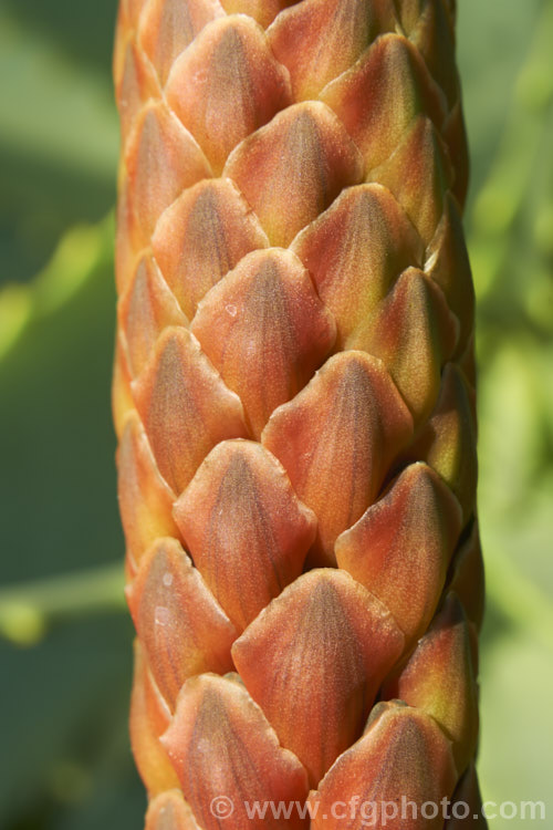 The unopened flower spike of Tree Aloe or Krantz. Aloe (<i>Aloe arborescens</i>), despite its name indicating a tree-like habit, this southern African succulent develops into a dense, branching mound up to 3m high. In winter and spring, it produces many heads of showy orange-red flowers. Order: Asparagales, Family: Asphodelaceae