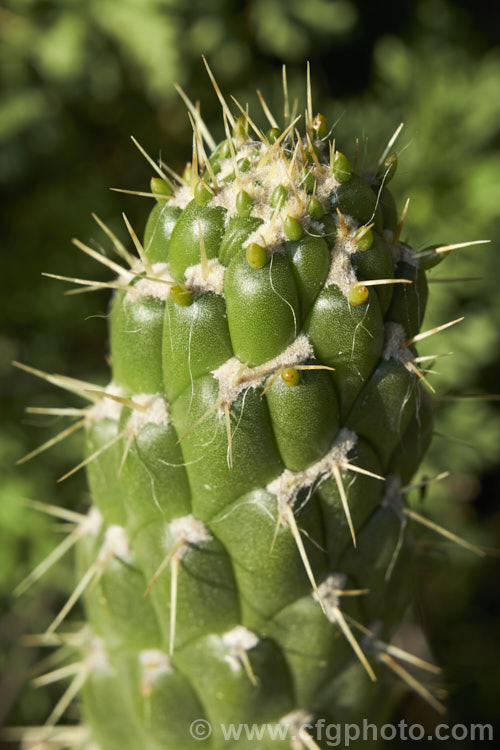 Cane. Cactus or Coral. Cactus (<i>Austrocylindropuntia cylindrica [syns. Cactus cylindricus, Opuntia cylindrica, Cylindropuntia cylindrica]), a clustering cactus with narrow upright, branching stems that have a distinctive segmented pattern. The flowers are borne at the tips of small side branches. It is native to the drier regions of western South America, principally in Ecuador. It is considered a weed in some parts of Australia. austrocylindropuntia-3550htm'>Austrocylindropuntia. Order: Caryophyllales, Family: Cactaceae