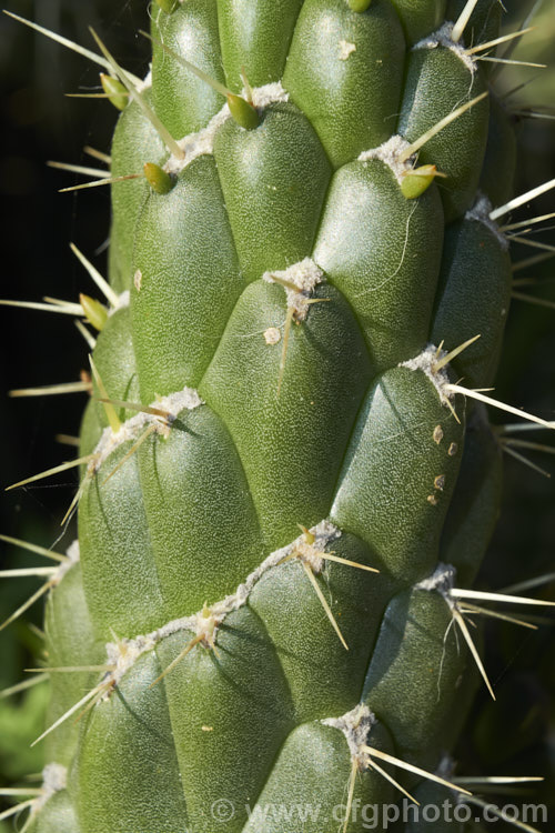 Cane. Cactus or Coral. Cactus (<i>Austrocylindropuntia cylindrica [syns. Cactus cylindricus, Opuntia cylindrica, Cylindropuntia cylindrica]), a clustering cactus with narrow upright, branching stems that have a distinctive segmented pattern. The flowers are borne at the tips of small side branches. It is native to the drier regions of western South America, principally in Ecuador. It is considered a weed in some parts of Australia. austrocylindropuntia-3550htm'>Austrocylindropuntia. Order: Caryophyllales, Family: Cactaceae