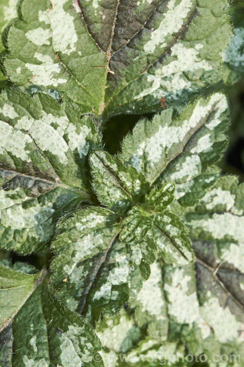 Close-up of the foliage of Lamium galeobdolon 'Florentinum', a silver-variegated cultivar of Yellow Archangel, a spreading perennial native to Europe and western Asia. As seen in the centre of these leaves, the foliage of 'Florentinum' often develops purple tones in winter. lamium-3057htm'>Lamium.