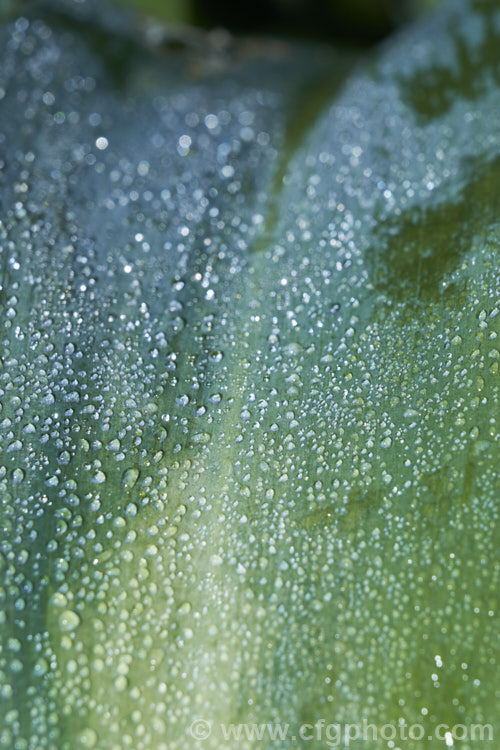 Mist droplets on the foliage of the Renga. Renga. Lily or Rock Lily (<i>Arthropodium cirratum [syn. Arthropodium cirrhatum]), a strappy-leafed evergreen perennial native to New Zealand It develops into a 40-60cm high foliage clump with sprays of small white flowers in spring to early summer. arthropodium-2365htm'>Arthropodium.