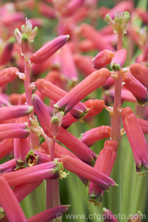 Lachenalia bulbifera (syn. Lachenalia pendula</i>), a winter- to spring-flowering bulb native to the Western Cape region of South Africa. The flower stems are up to 30cm tall and the individual flowers are around 3cm long. The flowers are typically red but may be pink or orange. lachenalia-3052htm'>Lachenalia.