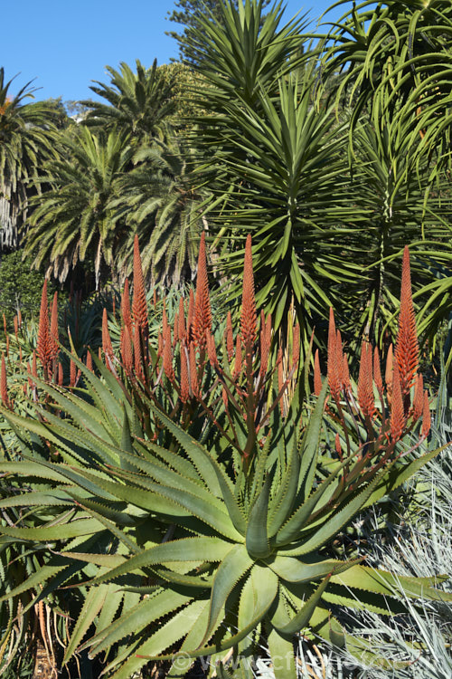 Aloe 'Big. Brass', a hybrid aloe that is among the first to flower, usually being in flower from midwinter. The foliage and flowers are like that of an oversized. Aloe arborescens, but the inflorescence is branched. Order: Asparagales, Family: Asphodelaceae