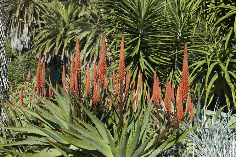 Aloe 'Big. Brass', a hybrid aloe that is among the first to flower, usually being in flower from midwinter. The foliage and flowers are like that of an oversized. Aloe arborescens, but the inflorescence is branched. Order: Asparagales, Family: Asphodelaceae