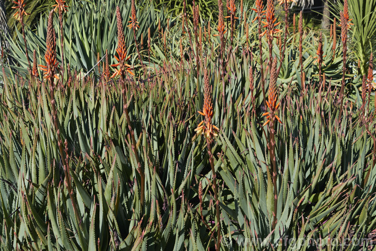 Aloe 'Garden. Pride', a hybrid aloe that is among the first to flower, usually being in flower from midwinter. The foliage is rather erect and the flower spikes are quite narrow, in inflorescences that are sometimes branched. Order: Asparagales, Family: Asphodelaceae