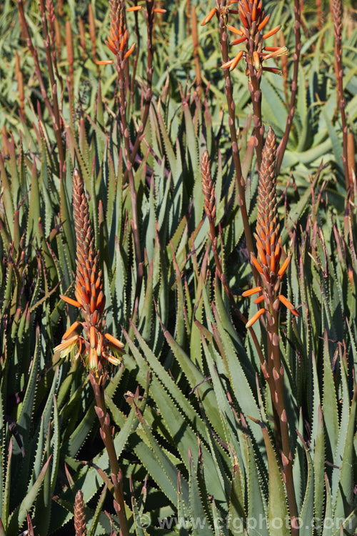 Aloe 'Garden. Pride', a hybrid aloe that is among the first to flower, usually being in flower from midwinter. The foliage is rather erect and the flower spikes are quite narrow, in inflorescences that are sometimes branched. Order: Asparagales, Family: Asphodelaceae