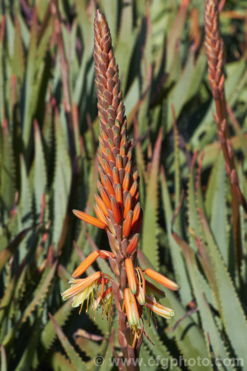 Aloe 'Garden. Pride', a hybrid aloe that is among the first to flower, usually being in flower from midwinter. The foliage is rather erect and the flower spikes are quite narrow, in inflorescences that are sometimes branched. Order: Asparagales, Family: Asphodelaceae