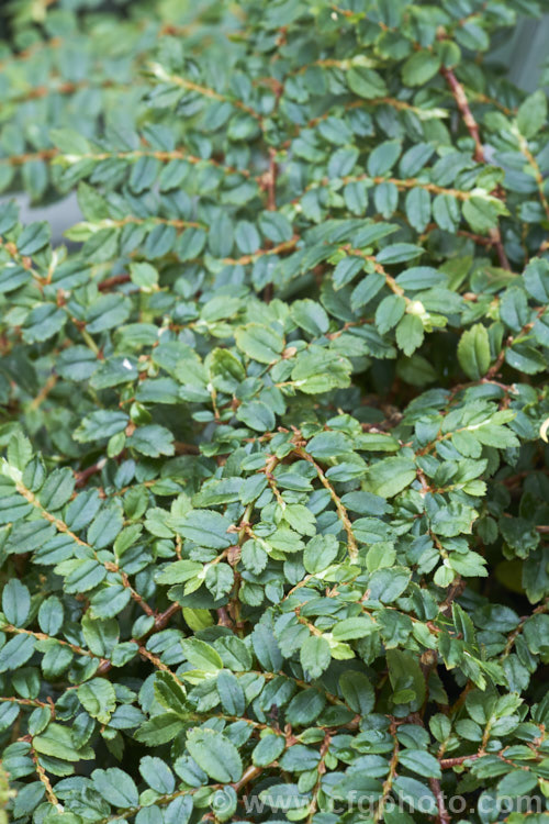 Fern Begonia or Fern-leaf Begonia (<i>Begonia foliosa</i>), a spreading, shrubby, evergreen, fibrous rooted begonia native to Colombia and Venezuela. Its 15mm white flowers appear in summer, but the main feature of the plant is its foliage, which is borne in tiers of fan-like sprays that resemble fern fronds. Order: Cucurbitales, Family: Begoniaceae