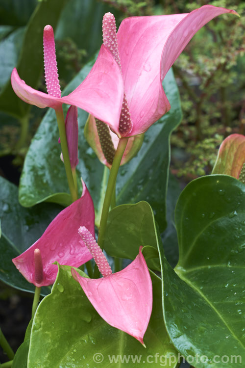 Anthurium 'Joli', one of the many cultivated forms, usually hybrids or cultivars of the flamingo flower (<i>A andraeanum</i>), an epiphytic evergreen perennial native to Colombia and Ecuador. anthurium-2027htm'>Anthurium.