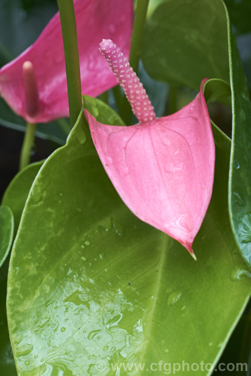 Anthurium 'Joli', one of the many cultivated forms, usually hybrids or cultivars of the flamingo flower (<i>A andraeanum</i>), an epiphytic evergreen perennial native to Colombia and Ecuador. anthurium-2027htm'>Anthurium.