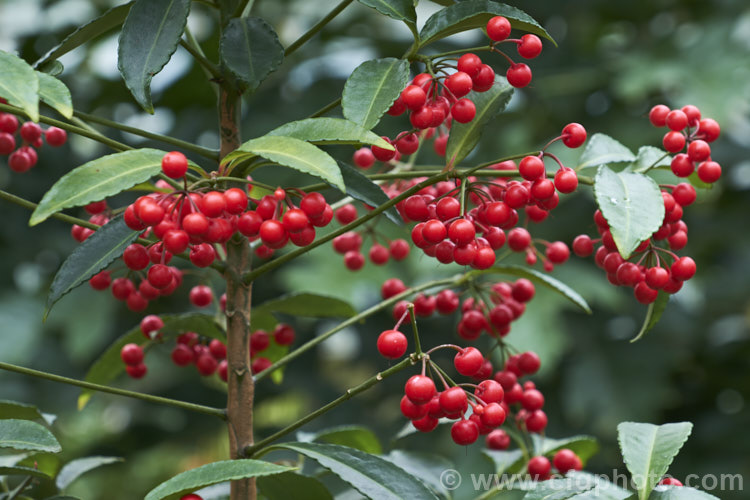 Coralberry or Spiceberry (<i>Ardisia crenata</i>), an evergreen shrub found from southern Japan to northern India It grows to around 2m tall and its bright red fruits are long-lasting. It is popular as a garden plant in mild areas and elsewhere as a house plant. Order: Ericales, Family: Primulaceae