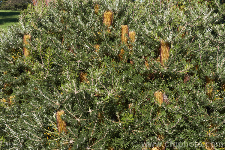 Banksia spinulosa 'Bush Candles', one of several compact, shrubby cultivars of Banksia spinulosa var. collina, which is normally a large evergreen shrub native of New South Wales and Queensland, Australia and found as far north as Cairns 'Bush Candles' has compact but showy flowerheads that open from midwinter and which are often abundant. Order: Proteales, Family: Proteaceae