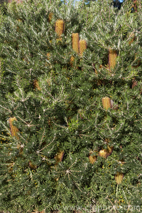 Banksia spinulosa 'Bush Candles', one of several compact, shrubby cultivars of Banksia spinulosa var. collina, which is normally a large evergreen shrub native of New South Wales and Queensland, Australia and found as far north as Cairns 'Bush Candles' has compact but showy flowerheads that open from midwinter and which are often abundant. Order: Proteales, Family: Proteaceae