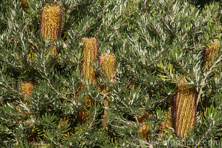 Banksia spinulosa 'Bush Candles', one of several compact, shrubby cultivars of Banksia spinulosa var. collina, which is normally a large evergreen shrub native of New South Wales and Queensland, Australia and found as far north as Cairns 'Bush Candles' has compact but showy flowerheads that open from midwinter and which are often abundant. Order: Proteales, Family: Proteaceae