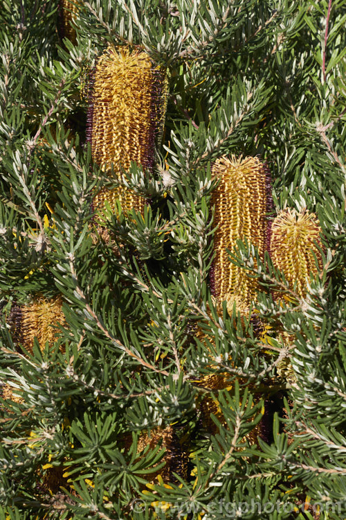 Banksia spinulosa 'Bush Candles', one of several compact, shrubby cultivars of Banksia spinulosa var. collina, which is normally a large evergreen shrub native of New South Wales and Queensland, Australia and found as far north as Cairns 'Bush Candles' has compact but showy flowerheads that open from midwinter and which are often abundant. Order: Proteales, Family: Proteaceae