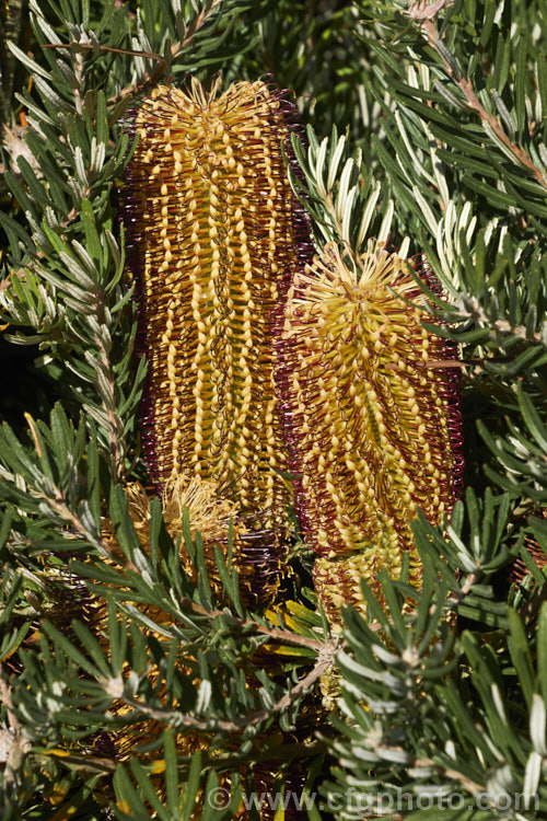 Banksia spinulosa 'Bush Candles', one of several compact, shrubby cultivars of Banksia spinulosa var. collina, which is normally a large evergreen shrub native of New South Wales and Queensland, Australia and found as far north as Cairns 'Bush Candles' has compact but showy flowerheads that open from midwinter and which are often abundant. Order: Proteales, Family: Proteaceae