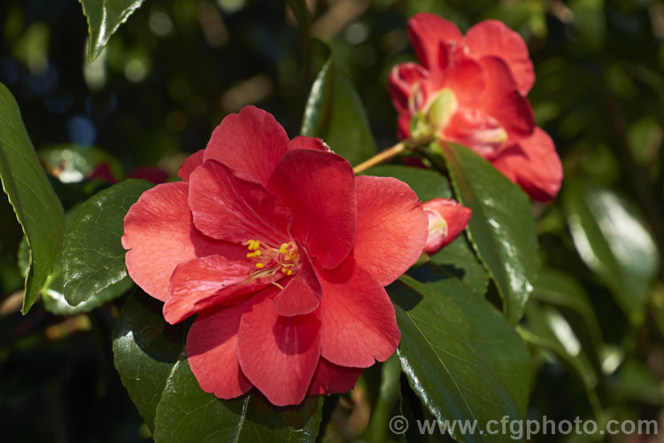 <i>Camellia</i> 'Moshio' (syn 'Flame'), an early to midseason flowering Japonica cultivar with simple single to semi-double flowers that some have some petaloids. It has a strongly upright growth habit. Order: Ericales, Family: Theaceae