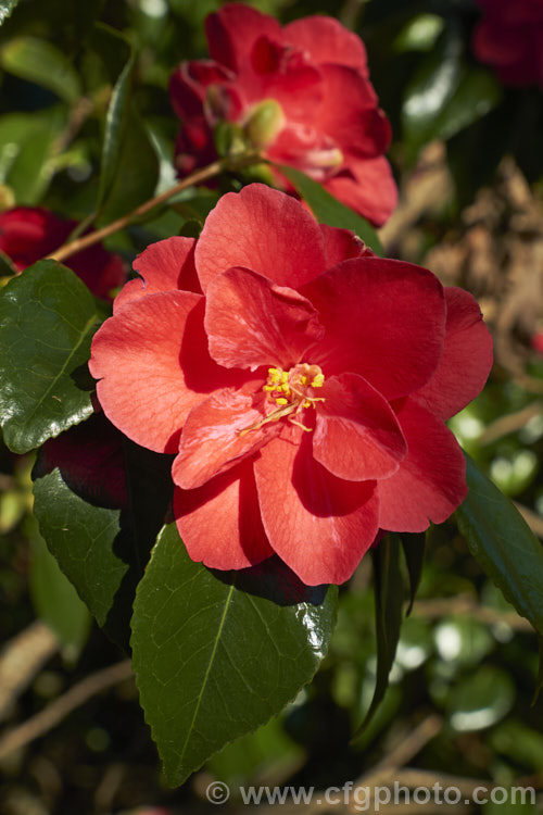 <i>Camellia</i> 'Moshio' (syn 'Flame'), an early to midseason flowering Japonica cultivar with simple single to semi-double flowers that some have some petaloids. It has a strongly upright growth habit. Order: Ericales, Family: Theaceae