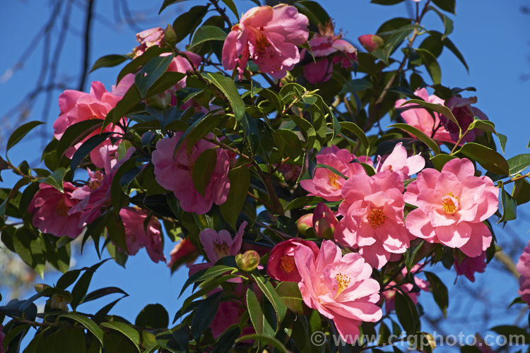 <i>Camellia</i> 'Brian', a <i>Camellia saluensis</i> x <i>Camellia reticulata</i> hybrid that develops into a large bush with a good display of flowers from midwinter onwards. Order: Ericales, Family: Theaceae