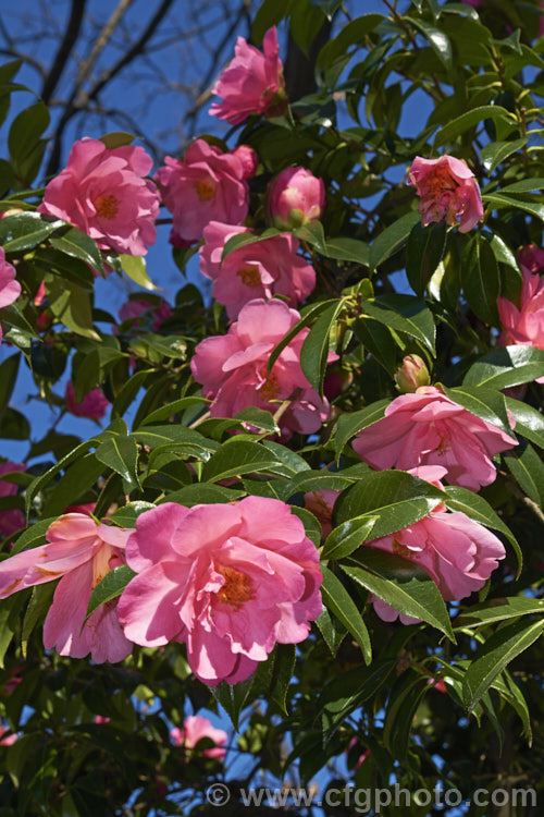 <i>Camellia</i> 'Brian', a <i>Camellia saluensis</i> x <i>Camellia reticulata</i> hybrid that develops into a large bush with a good display of flowers from midwinter onwards. Order: Ericales, Family: Theaceae