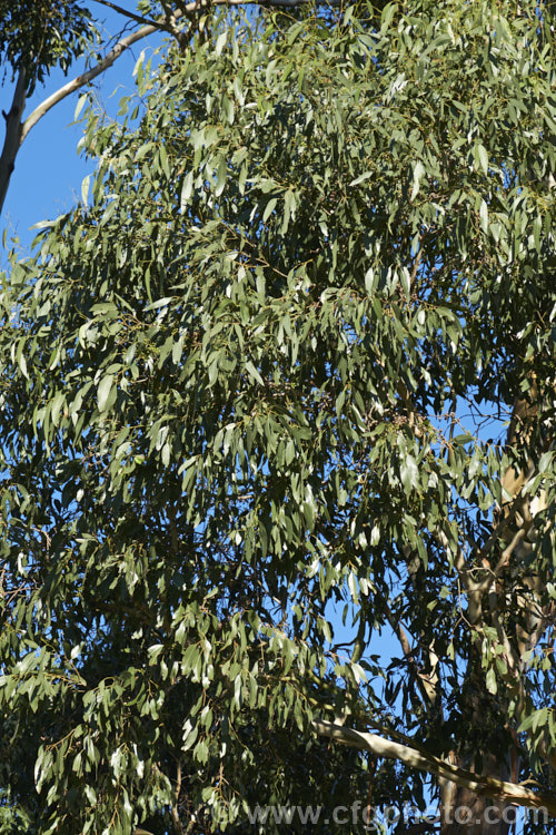 Swamp Gum or Black Gum (<i>Eucalyptus ovata</i>), an evergreen tree found over much of the southeastern quarter of Australia. The leaves can be over 15cm long and the rough, brown bark is retained on the lower part of the tree. White flowers open from autumn. Order: Myrtales, Family: Myrtaceae