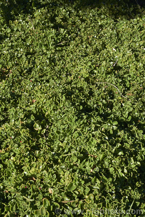 Aptenia 'Red Apple', a long-flowering, ground covering succulent that is a hybrid between Aptenia cordifolia and Aptenia haeckeliana, two southern African species. While colourful, undemanding and easy to grow, this plant can be somewhat invasive in mild climates. aptenia-3615htm'>Aptenia. <a href='aizoaceae-plant-family-photoshtml'>Aizoaceae</a>.