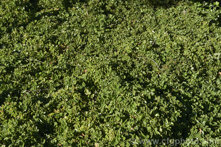 Aptenia 'Red Apple', a long-flowering, ground covering succulent that is a hybrid between Aptenia cordifolia and Aptenia haeckeliana, two southern African species. While colourful, undemanding and easy to grow, this plant can be somewhat invasive in mild climates. aptenia-3615htm'>Aptenia. <a href='aizoaceae-plant-family-photoshtml'>Aizoaceae</a>.