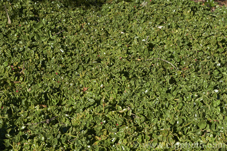 Aptenia 'Red Apple', a long-flowering, ground covering succulent that is a hybrid between Aptenia cordifolia and Aptenia haeckeliana, two southern African species. While colourful, undemanding and easy to grow, this plant can be somewhat invasive in mild climates. aptenia-3615htm'>Aptenia. <a href='aizoaceae-plant-family-photoshtml'>Aizoaceae</a>.