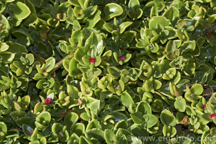 Aptenia 'Red Apple', a long-flowering, ground covering succulent that is a hybrid between Aptenia cordifolia and Aptenia haeckeliana, two southern African species. While colourful, undemanding and easy to grow, this plant can be somewhat invasive in mild climates. aptenia-3615htm'>Aptenia. <a href='aizoaceae-plant-family-photoshtml'>Aizoaceae</a>.