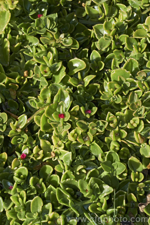 Aptenia 'Red Apple', a long-flowering, ground covering succulent that is a hybrid between Aptenia cordifolia and Aptenia haeckeliana, two southern African species. While colourful, undemanding and easy to grow, this plant can be somewhat invasive in mild climates. aptenia-3615htm'>Aptenia. <a href='aizoaceae-plant-family-photoshtml'>Aizoaceae</a>.