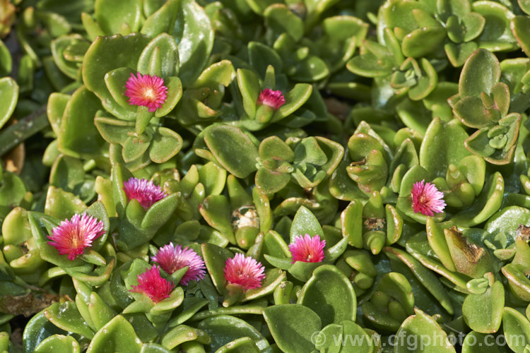 Aptenia 'Red Apple', a long-flowering, ground covering succulent that is a hybrid between Aptenia cordifolia and Aptenia haeckeliana, two southern African species. While colourful, undemanding and easy to grow, this plant can be somewhat invasive in mild climates. aptenia-3615htm'>Aptenia. <a href='aizoaceae-plant-family-photoshtml'>Aizoaceae</a>.