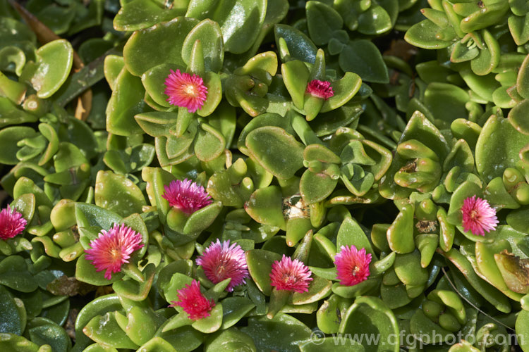 Aptenia 'Red Apple', a long-flowering, ground covering succulent that is a hybrid between Aptenia cordifolia and Aptenia haeckeliana, two southern African species. While colourful, undemanding and easy to grow, this plant can be somewhat invasive in mild climates. aptenia-3615htm'>Aptenia. <a href='aizoaceae-plant-family-photoshtml'>Aizoaceae</a>.