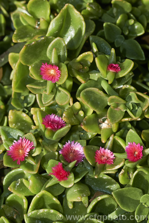 Aptenia 'Red Apple', a long-flowering, ground covering succulent that is a hybrid between Aptenia cordifolia and Aptenia haeckeliana, two southern African species. While colourful, undemanding and easy to grow, this plant can be somewhat invasive in mild climates. aptenia-3615htm'>Aptenia. <a href='aizoaceae-plant-family-photoshtml'>Aizoaceae</a>.