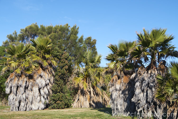Southern. Washingtonia, Mexican Washingtonia or Skyduster (<i>Washingtonia robusta</i>), a 25m tall palm native to northwest Mexico. It eventually develops at tall, clean trunk topped with a head of foliage and is widely grown as an avenue tree. washingtonia-2056htm'>Washingtonia.