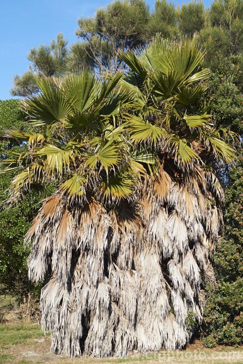 Southern. Washingtonia, Mexican Washingtonia or Skyduster (<i>Washingtonia robusta</i>), a 25m tall palm native to northwest Mexico. It eventually develops at tall, clean trunk topped with a head of foliage and is widely grown as an avenue tree. washingtonia-2056htm'>Washingtonia.