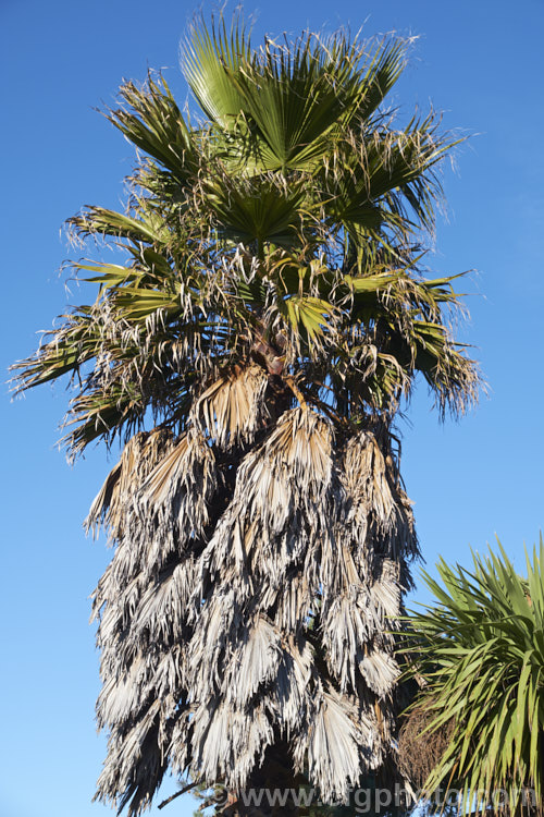 Southern. Washingtonia, Mexican Washingtonia or Skyduster (<i>Washingtonia robusta</i>), a 25m tall palm native to northwest Mexico. It eventually develops at tall, clean trunk topped with a head of foliage and is widely grown as an avenue tree. washingtonia-2056htm'>Washingtonia.