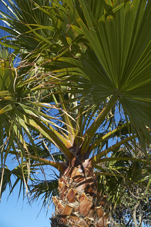 The foliage and crownshaft of a Southern. Washingtonia, Mexican Washingtonia or Skyduster (<i>Washingtonia robusta</i>), showing the very spiny petioles. This 25m tall palm native to northwest Mexico and eventually develops at tall, clean trunk topped with a head of foliage. It is widely grown as an avenue tree. washingtonia-2056htm'>Washingtonia.