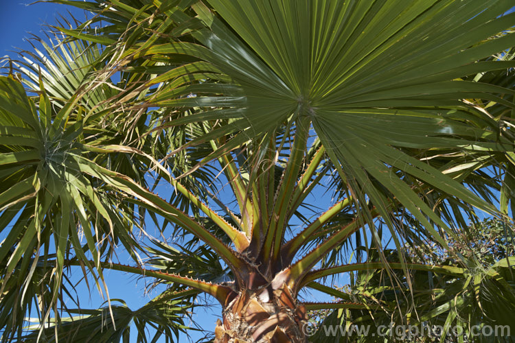 The foliage and crownshaft of a Southern. Washingtonia, Mexican Washingtonia or Skyduster (<i>Washingtonia robusta</i>), showing the very spiny petioles. This 25m tall palm native to northwest Mexico and eventually develops at tall, clean trunk topped with a head of foliage. It is widely grown as an avenue tree. washingtonia-2056htm'>Washingtonia.