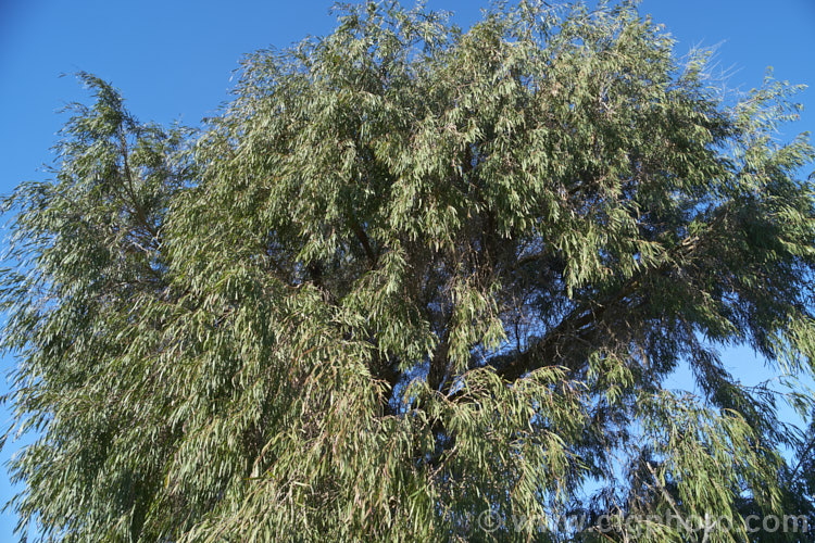 Willow. Myrtle (<i>Agonis flexuosa</i>), a heavy-trunked 9m tallAustralian tree with pendulous branches, aromatic leaves and small white flowers in late spring and early summer. Its foliage gives it the appearance of a Eucalyptus but the flowers are more like those of Leptospermum. agonis-2267htm'>Agonis. .