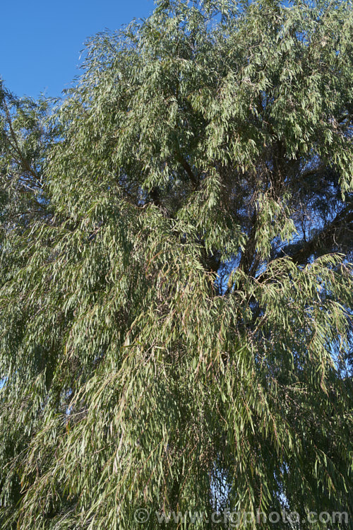 Willow. Myrtle (<i>Agonis flexuosa</i>), a heavy-trunked 9m tallAustralian tree with pendulous branches, aromatic leaves and small white flowers in late spring and early summer. Its foliage gives it the appearance of a Eucalyptus but the flowers are more like those of Leptospermum. agonis-2267htm'>Agonis. .