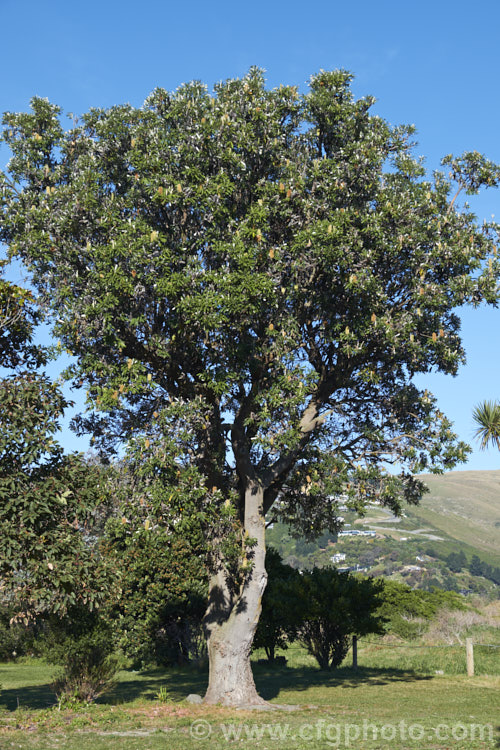 Coast. Banksia (<i>Banksia integrifolia</i>), an evergreen tree native to much of coastal eastern Australia. It grows to 15m tall, its flowerheads appear through most of the year and as with most banksias they are followed by woody seed cones. Order: Proteales, Family: Proteaceae