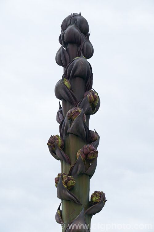 The developing flower spike of Parry's Agave or Mescal. Agave (<i>Agave parryi</i>), a monocarpic evergreen succulent native to Arizona, New Mexico and nearby parts of northern Mexico. The flower spike can grow to 4m tall Order: Asparagales, Family: Asparagaceae