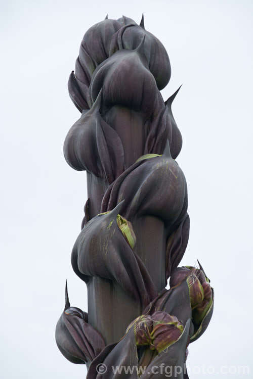 The developing flower spike of Parry's Agave or Mescal. Agave (<i>Agave parryi</i>), a monocarpic evergreen succulent native to Arizona, New Mexico and nearby parts of northern Mexico. The flower spike can grow to 4m tall Order: Asparagales, Family: Asparagaceae