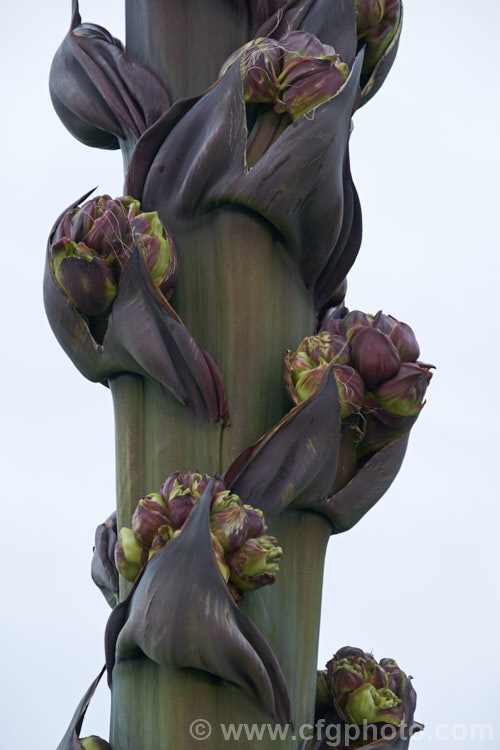 The developing flower spike of Parry's Agave or Mescal. Agave (<i>Agave parryi</i>), a monocarpic evergreen succulent native to Arizona, New Mexico and nearby parts of northern Mexico. The flower spike can grow to 4m tall Order: Asparagales, Family: Asparagaceae