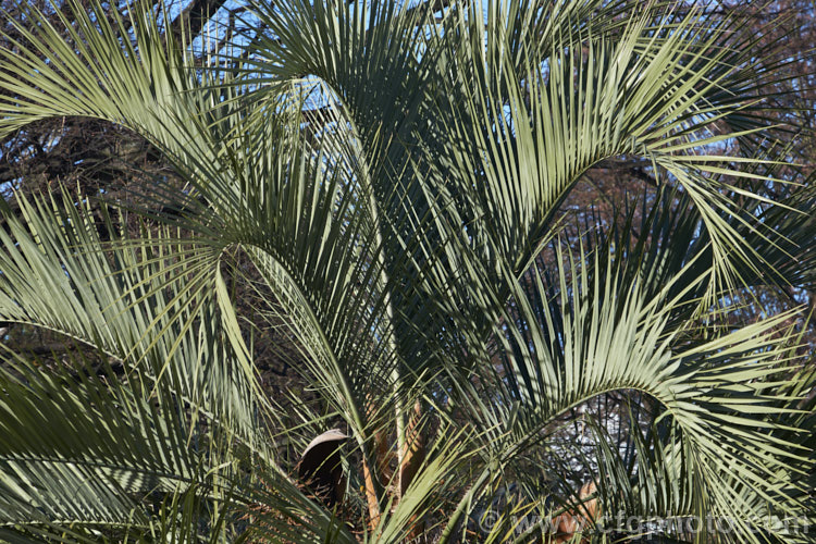 The younger, uppermost fronds of a Yatay, Wine. Palm or Jelly Palm (<i>Butia capitata</i>), a 5-6m tall feather palm from Brazil, Uruguay and Argentina. Its arching blue-grey fronds are a distinctive feature.