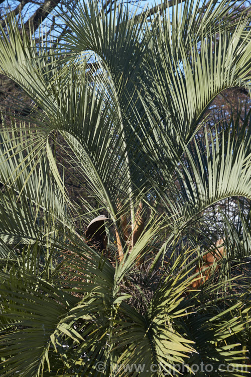 The younger, uppermost fronds of a Yatay, Wine. Palm or Jelly Palm (<i>Butia capitata</i>), a 5-6m tall feather palm from Brazil, Uruguay and Argentina. Its arching blue-grey fronds are a distinctive feature.