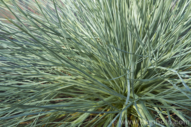 Feathery Spaniard (<i>Aciphylla glaucescens</i>), a blue-green foliaged evergreen perennial of the carrot family. It is native to New Zealand, where it occurs over much of the country. It is notable for its spine-tipped leaves and the 18m tall spikes of tiny flowers that it produces in summer. Order: Apiales, Family: Apiaceae