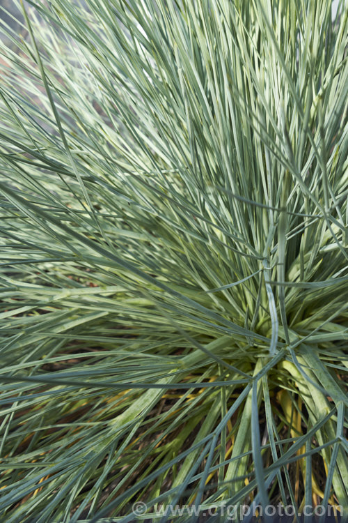 Feathery Spaniard (<i>Aciphylla glaucescens</i>), a blue-green foliaged evergreen perennial of the carrot family. It is native to New Zealand, where it occurs over much of the country. It is notable for its spine-tipped leaves and the 18m tall spikes of tiny flowers that it produces in summer. Order: Apiales, Family: Apiaceae