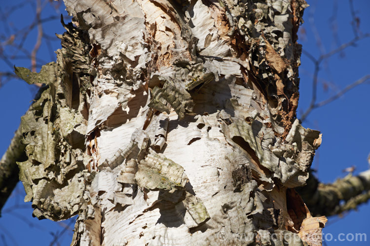 The bark of Betula 'Fetisowii', a Central Asian hybrid birch of unknown parentage. It is notable for it white bark, which peels away in large strips to reveal a warm pinkish-brown layer beneath. betula-2077htm'>Betula. <a href='betulaceae-plant-family-photoshtml'>Betulaceae</a>.